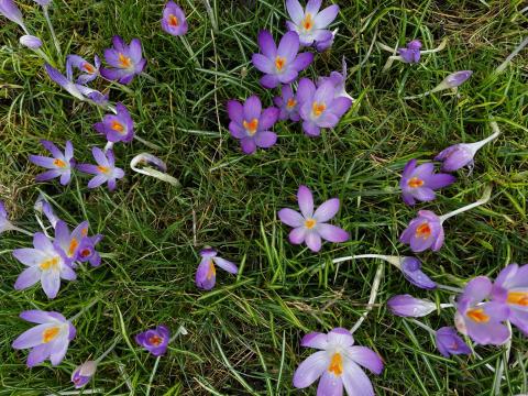 flowers